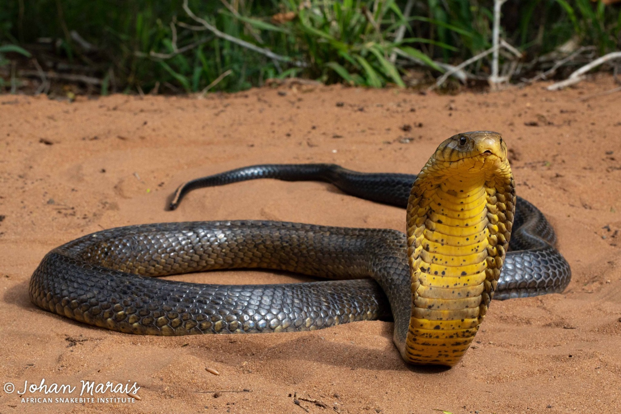 Forest Cobra